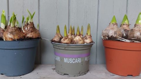 Le Dopa Pot de Plantics est construit en résine thermo durcie fabriquée à partir de biomatériaux. © D.R. 